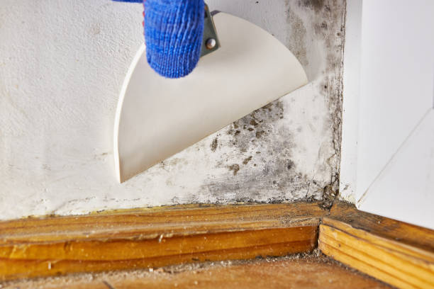 Best Emergency Mold Remediation  in Burns, OR