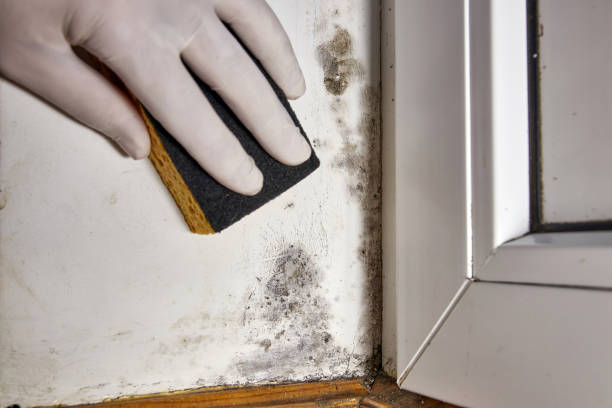 Best Black Mold Removal  in Burns, OR